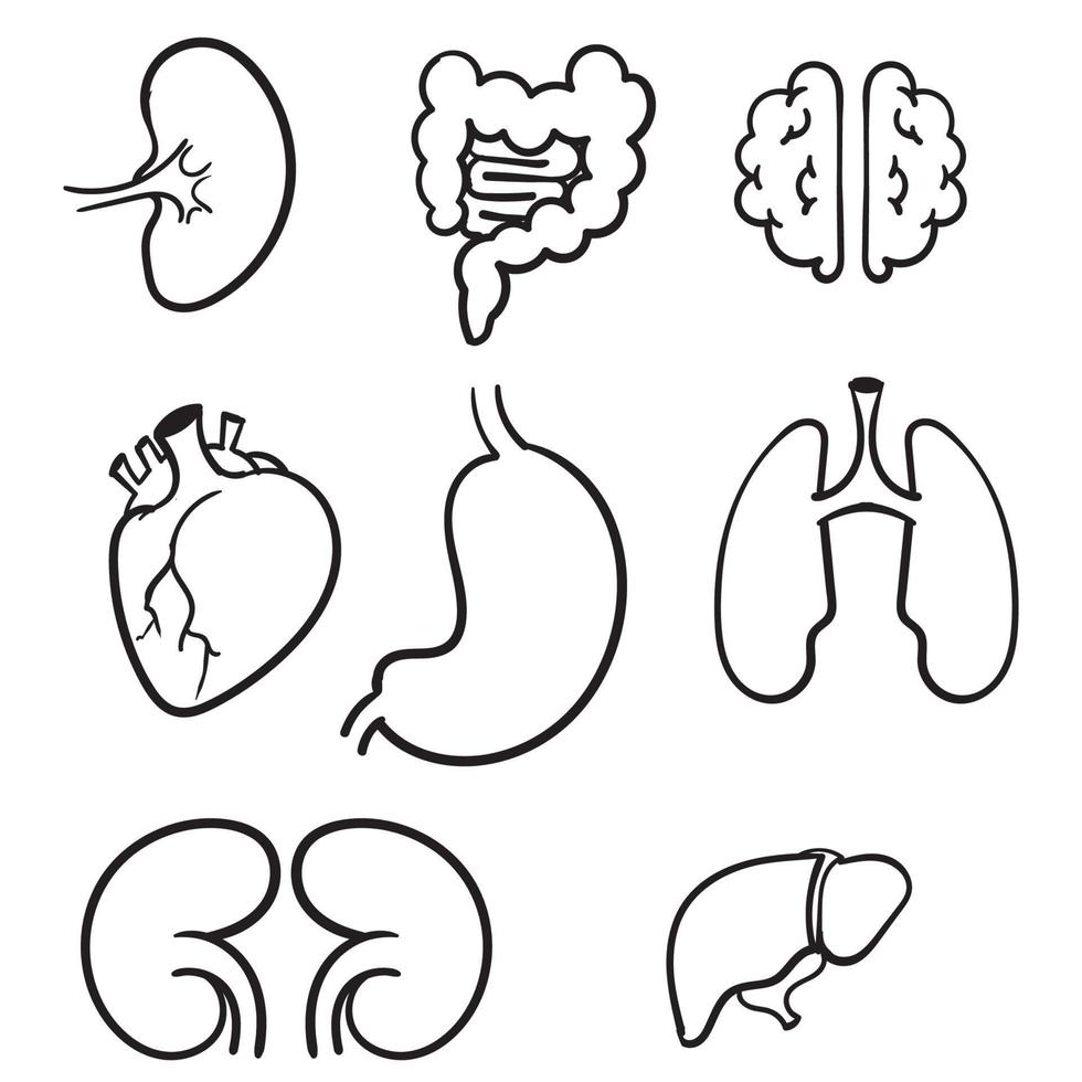 set di icone di organi interni umani disegnati a mano con polmoni reni stomaco intestino cervello cuore milza e fegato. scarabocchiare cartone animato vettore