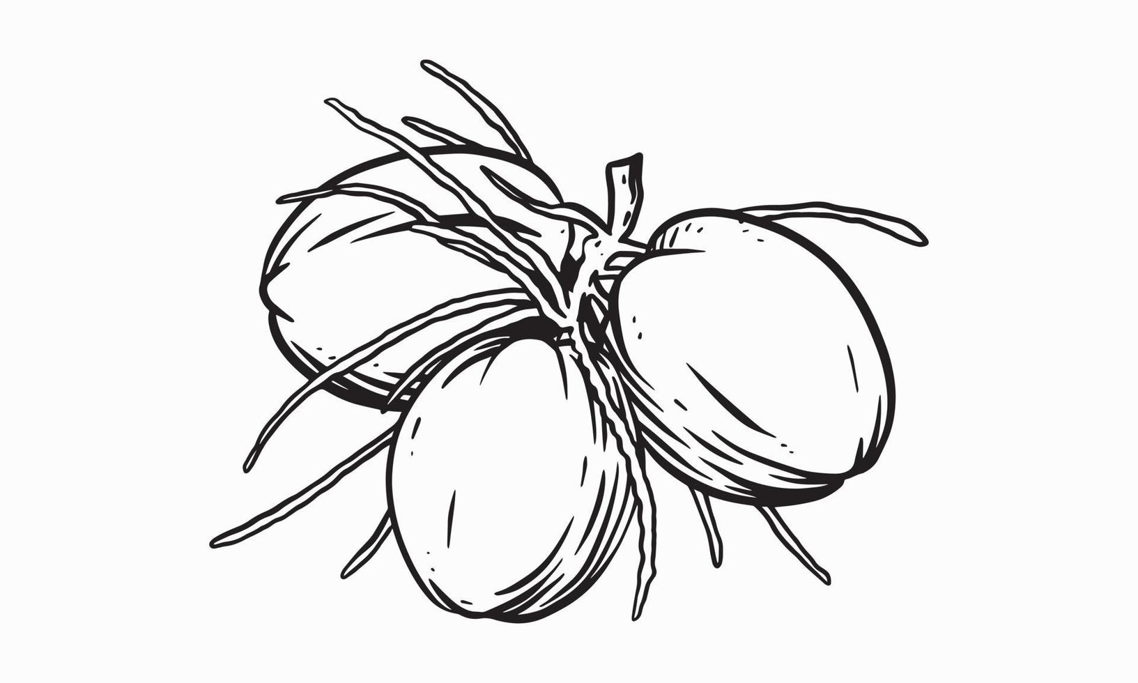 illustrazione disegnata a mano di vettore di cocco non colorato