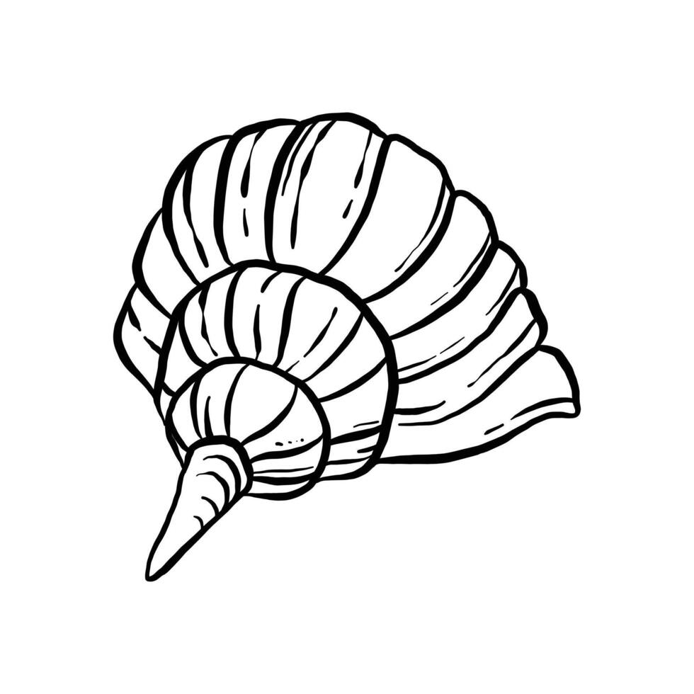 raccolta di illustrazioni di conchiglie non colorate. animale nautico animato in grafica vettoriale per il design creativo. animazione oggetto acquatico isolato su priorità bassa bianca.