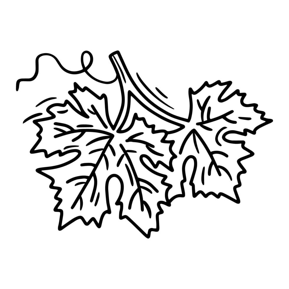 icona di vettore lineare foglia d'uva in stile scarabocchio