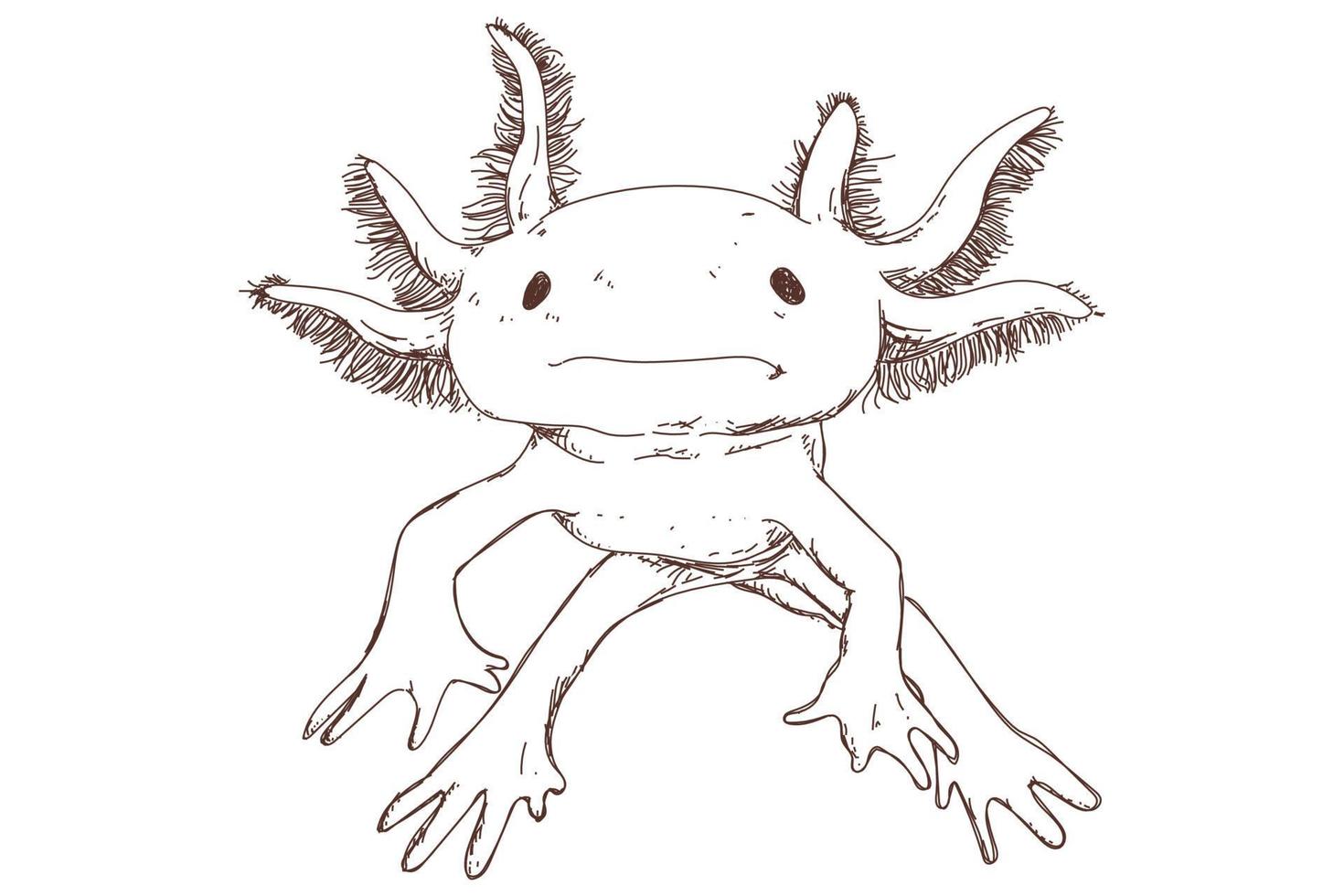 simpatico schizzo axolotl, incisione vintage, disegnato a mano vettore