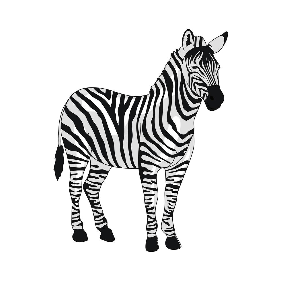 zebra africana selvaggia vettore