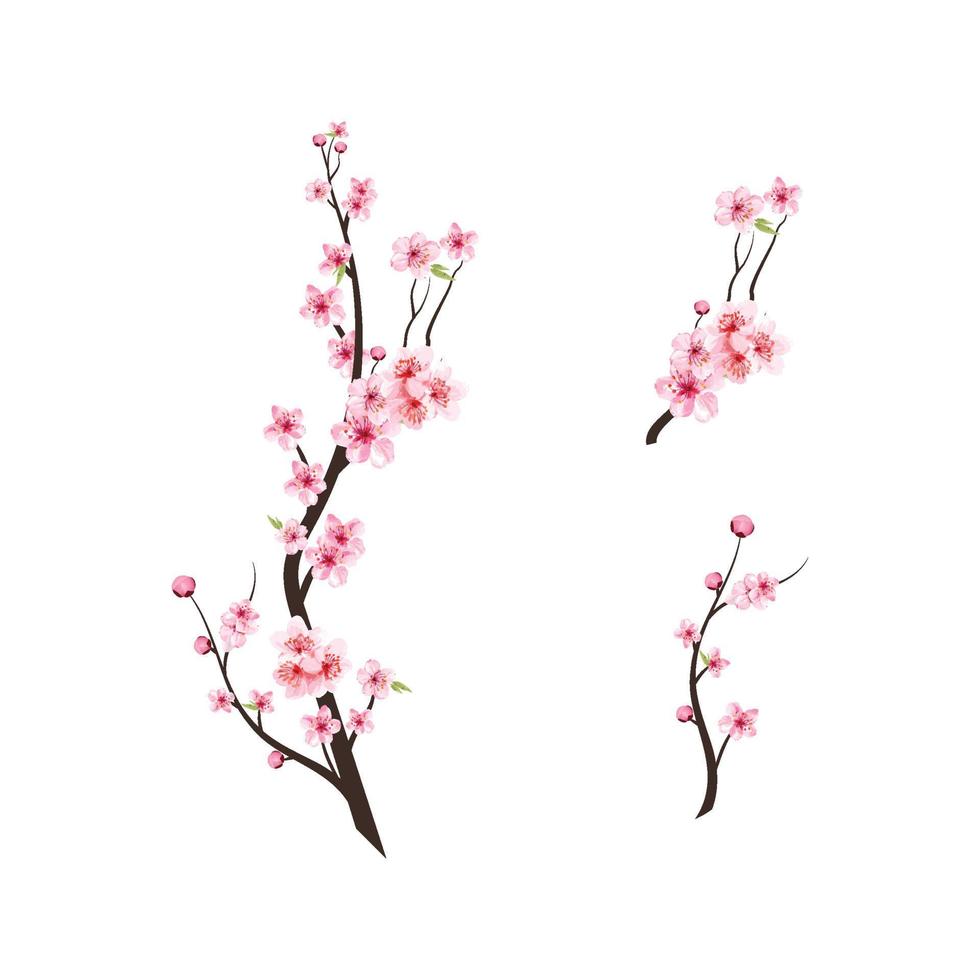 bocciolo di ciliegio ad acquerello. ramo di un albero di ciliegio con fiore di sakura. fiore di ciliegio ad acquerello. sakura su sfondo bianco. sfondo rosa fiore di sakura. vettore di fioritura del fiore del fiore di ciliegio.