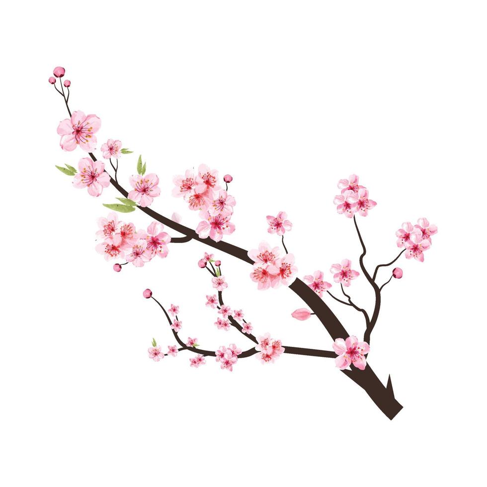 ramo di fiori di ciliegio con sakura rosa. ramo di fiori di ciliegio con diffusione di fiori rosa. vettore del fiore dell'acquerello. fiore su sfondo bianco. fiore di ciliegio dell'acquerello. sakura su sfondo bianco.