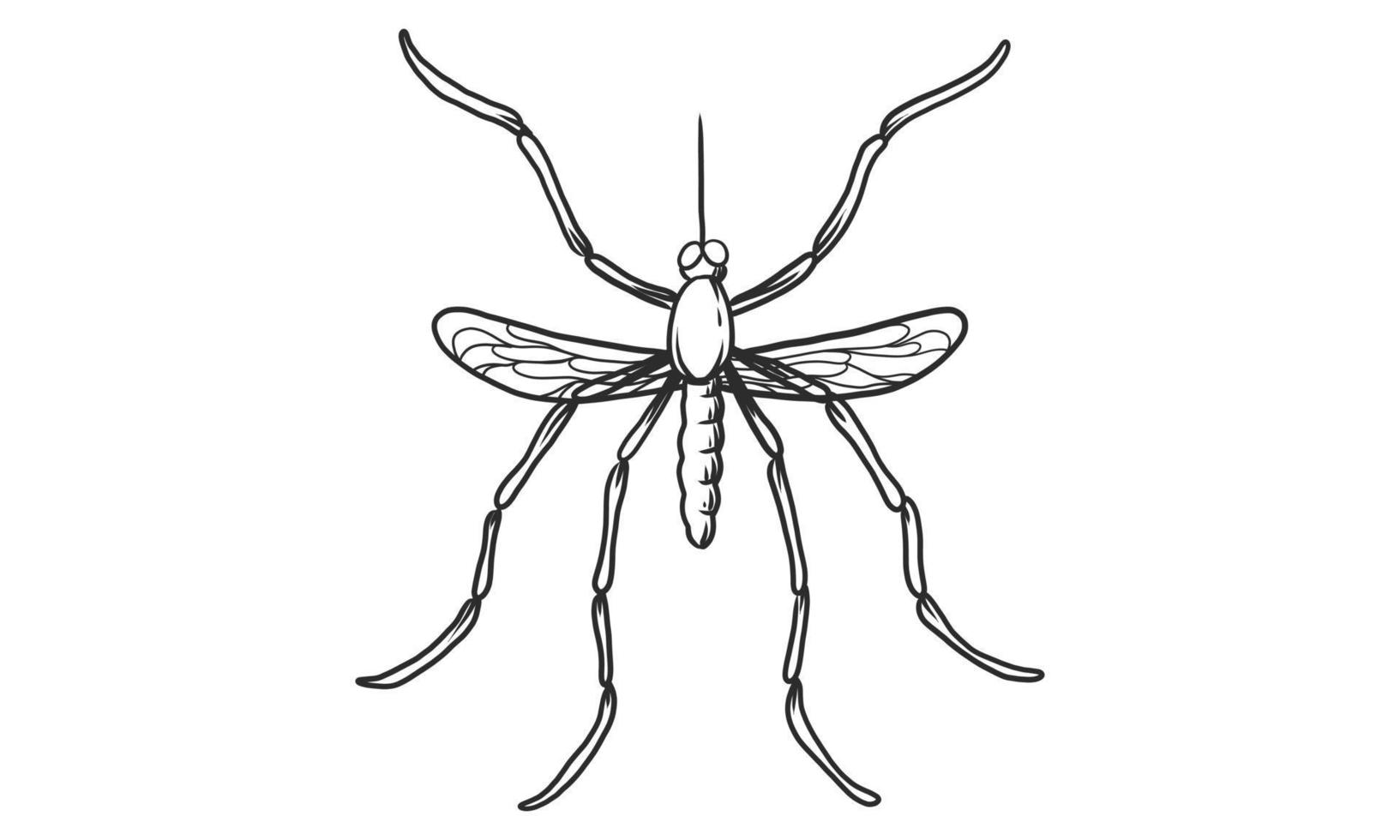 illustrazione vettoriale lineart di zanzara su sfondo bianco, schizzo di insetto zanzara vista dall'alto disegnato a mano