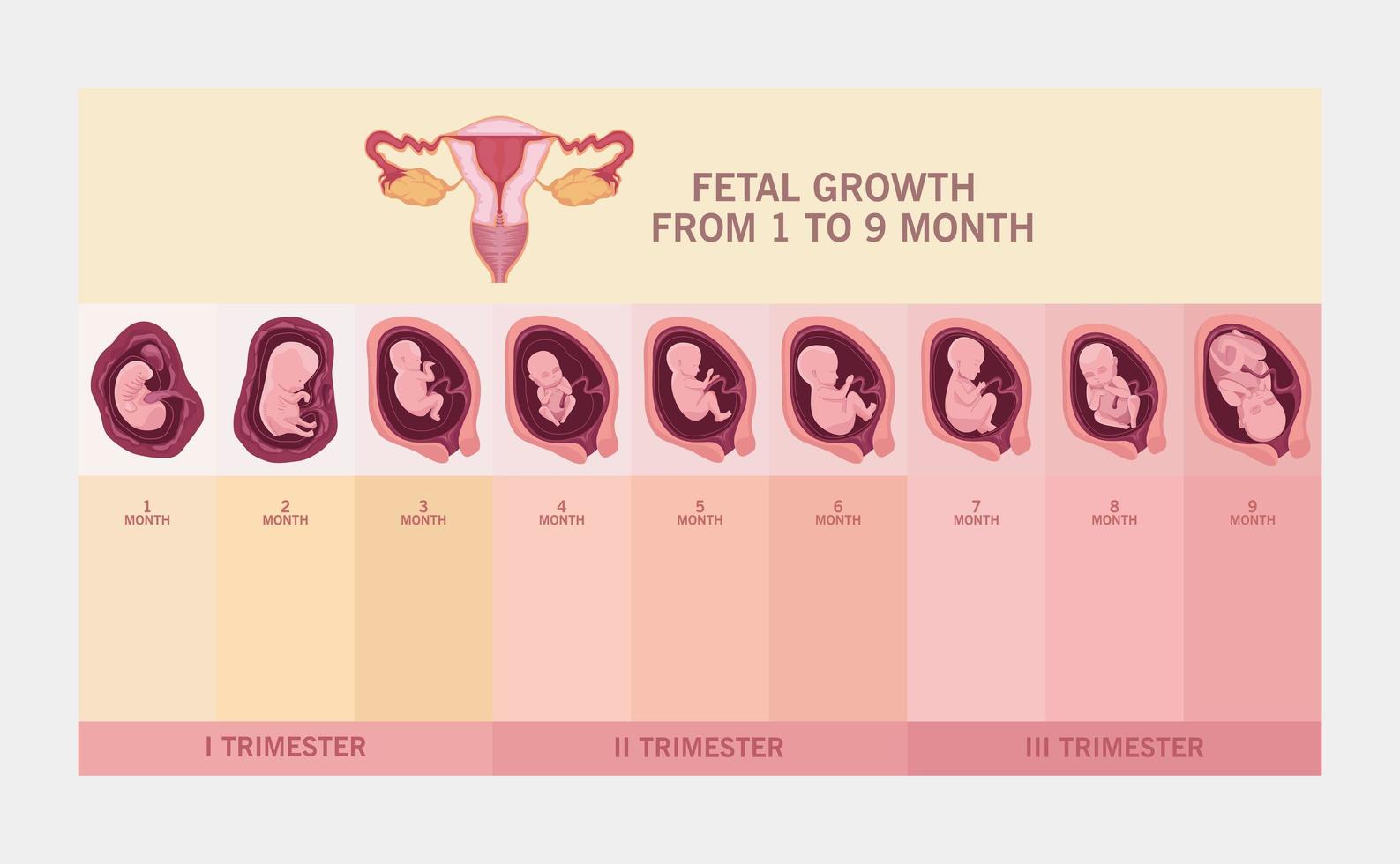 utero e crescita fetale vettore