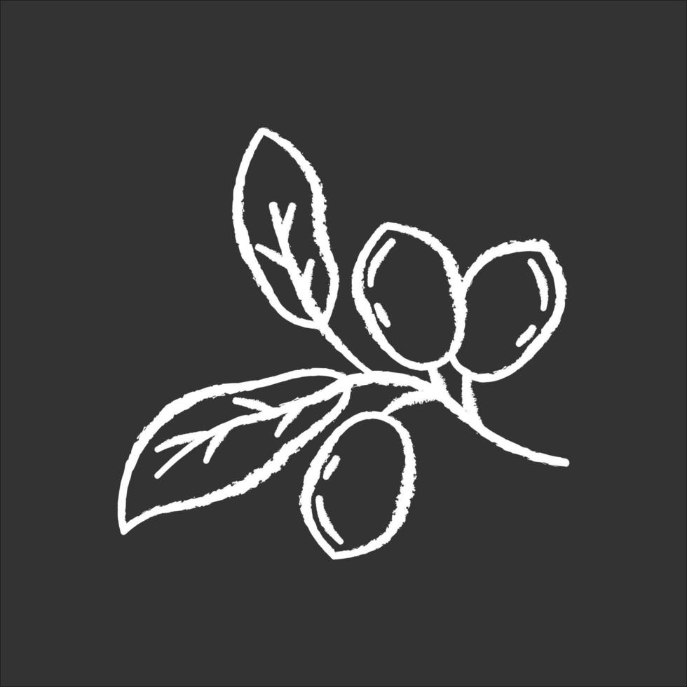icona di jojoba gesso bianco su sfondo nero. frutti esotici. botanica. frutto miracoloso. pianta brasiliana. produzione di olio cosmetico. illustrazione di lavagna vettoriale isolato