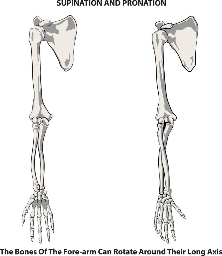 illustrazione dell'osso della mano e del braccio per uso educativo. vettore