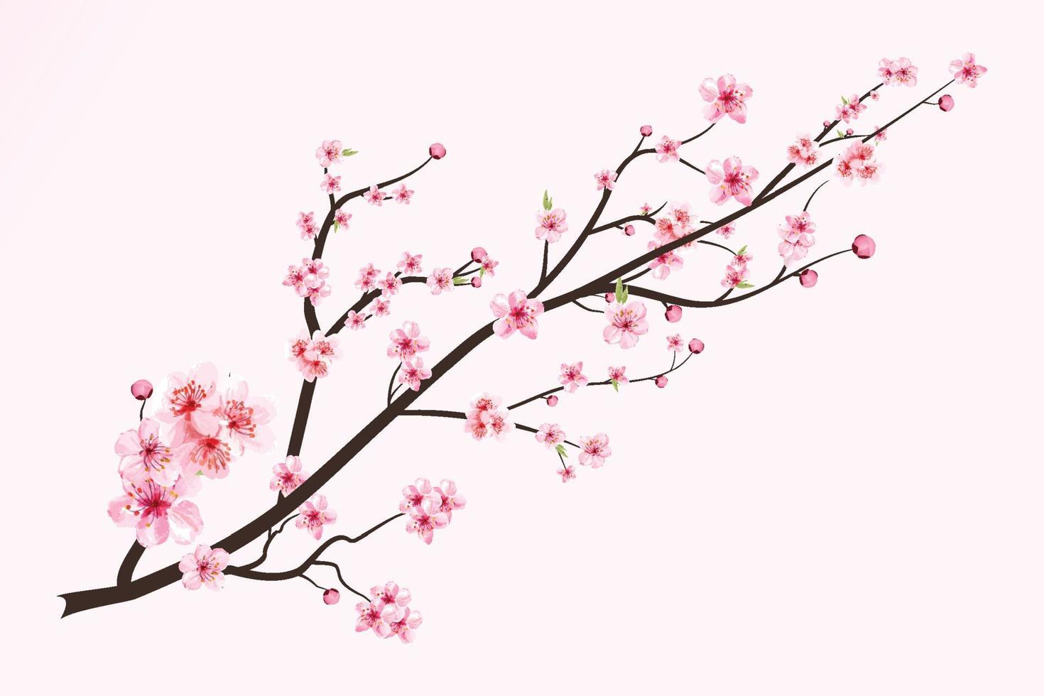 fiore di ciliegio con fiore di sakura in fiore acquerello. vettore di fiori di ciliegio giapponese. vettore realistico del fiore di ciliegia dell'acquerello. ramo di sakura con fiore ad acquerello. fiore di ciliegio dell'acquerello.