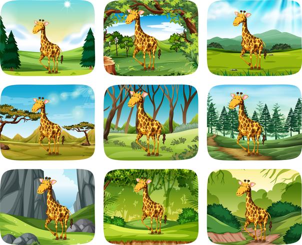 Set di scene di giraffa vettore