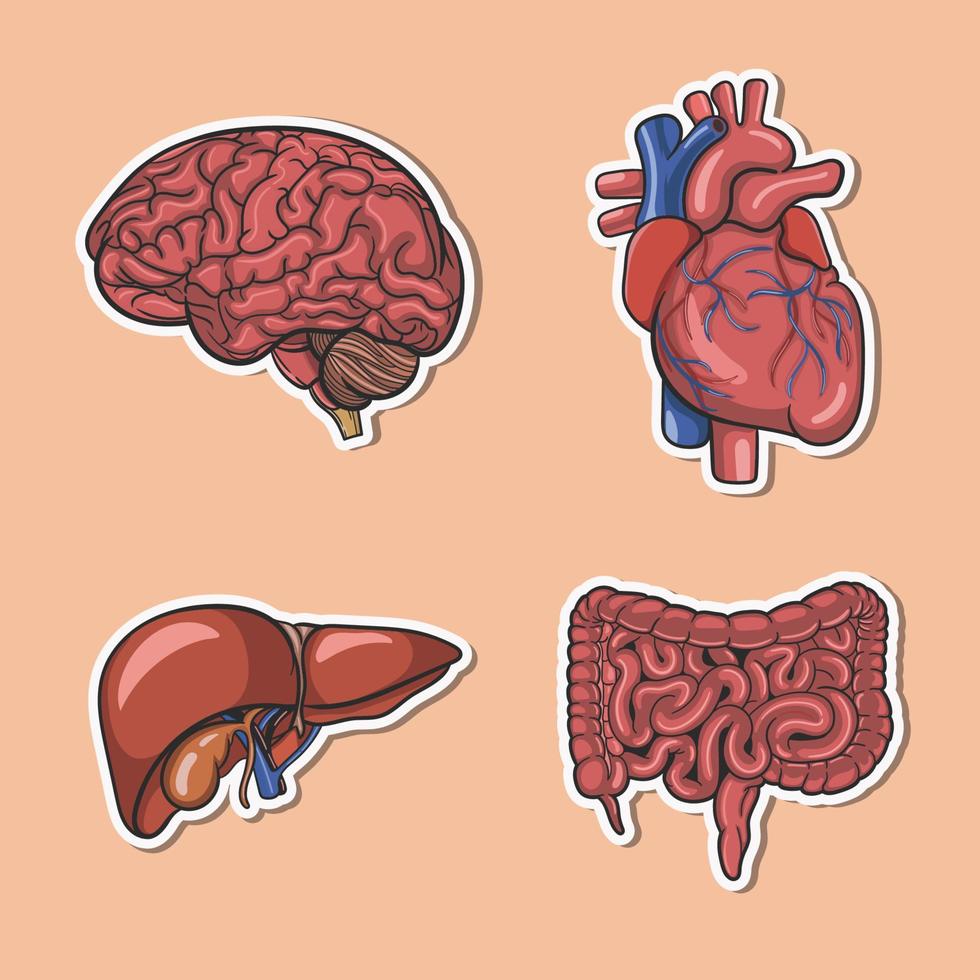 cervello e altri organi interni umani vettore