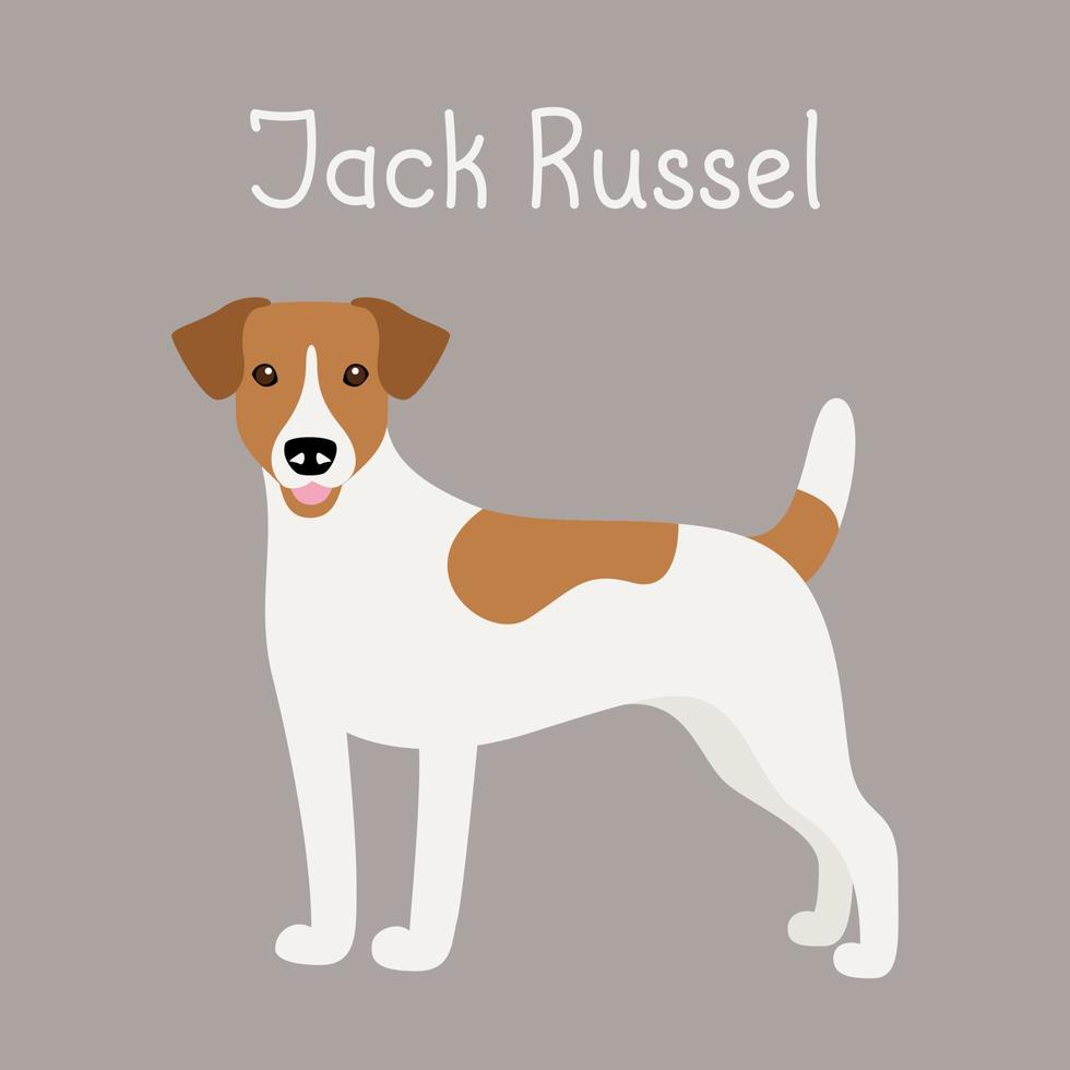 cane di razza jack russell terrier vettore
