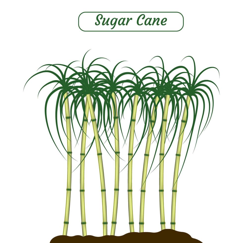 illustrazione vettoriale di canna da zucchero creata su sfondo bianco.