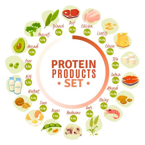 Diagramma a cerchio piatto con contenuto di proteine vettore