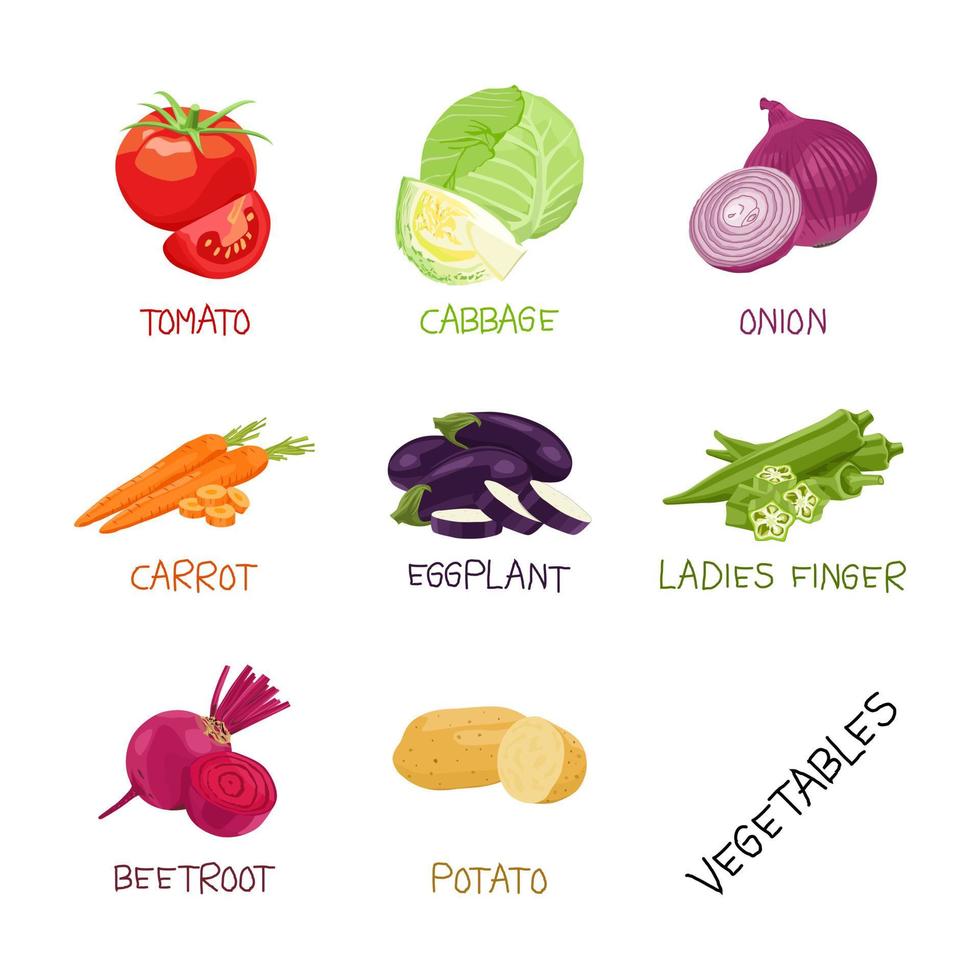 vettore raccolta di verdure con nomi, pomodoro, gombo, cavolo, carota e altri
