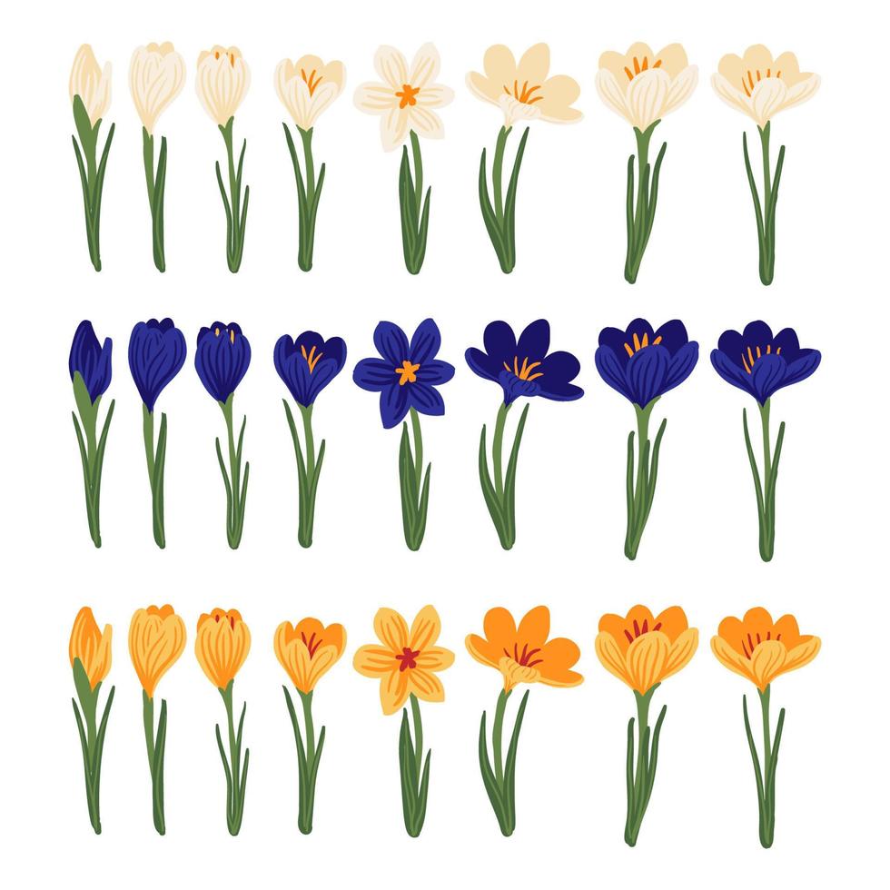 set di fiori di croco primaverili viola, malva, lilla. delicate primule per biglietti di auguri per la festa della mamma, festa della donna, pasqua. ClipArt vettoriali in stile piatto. elemento di disegno floreale su sfondo bianco