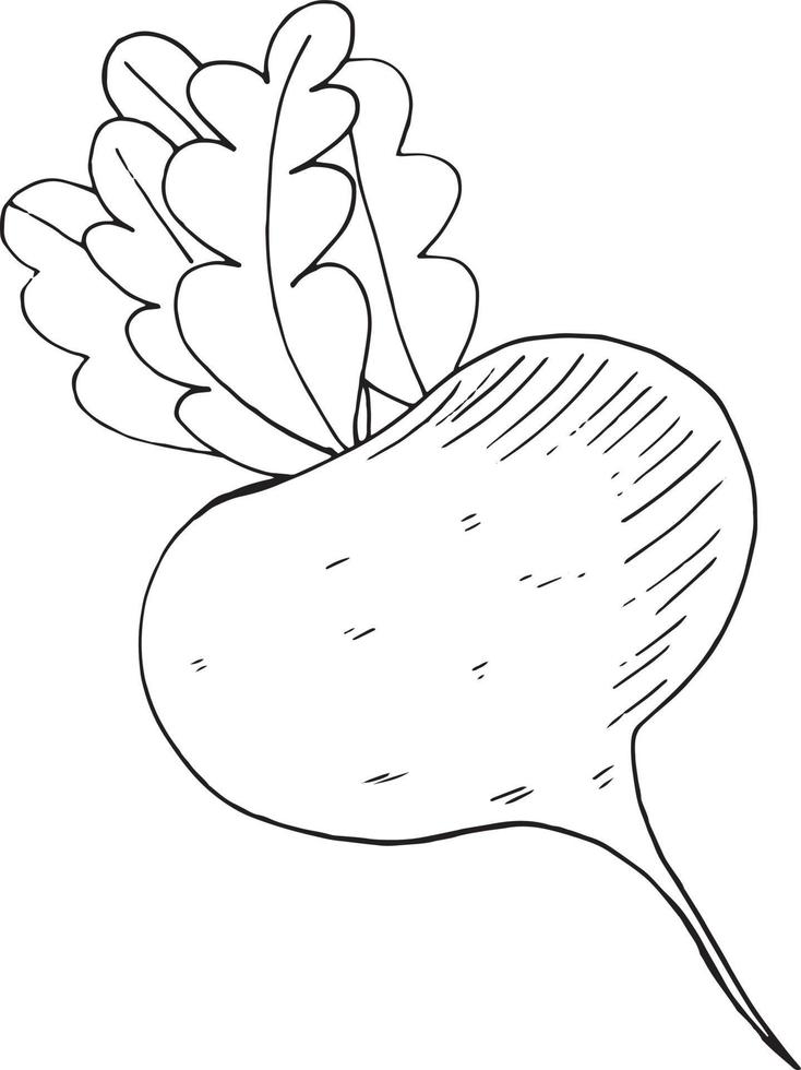 rapa, schizzo di barbabietola icona scarabocchio disegnato a mano, scandinavo, monocromatico, minimalismo. poster adesivo di carta di etichettatura, verdura, raccolto vettore