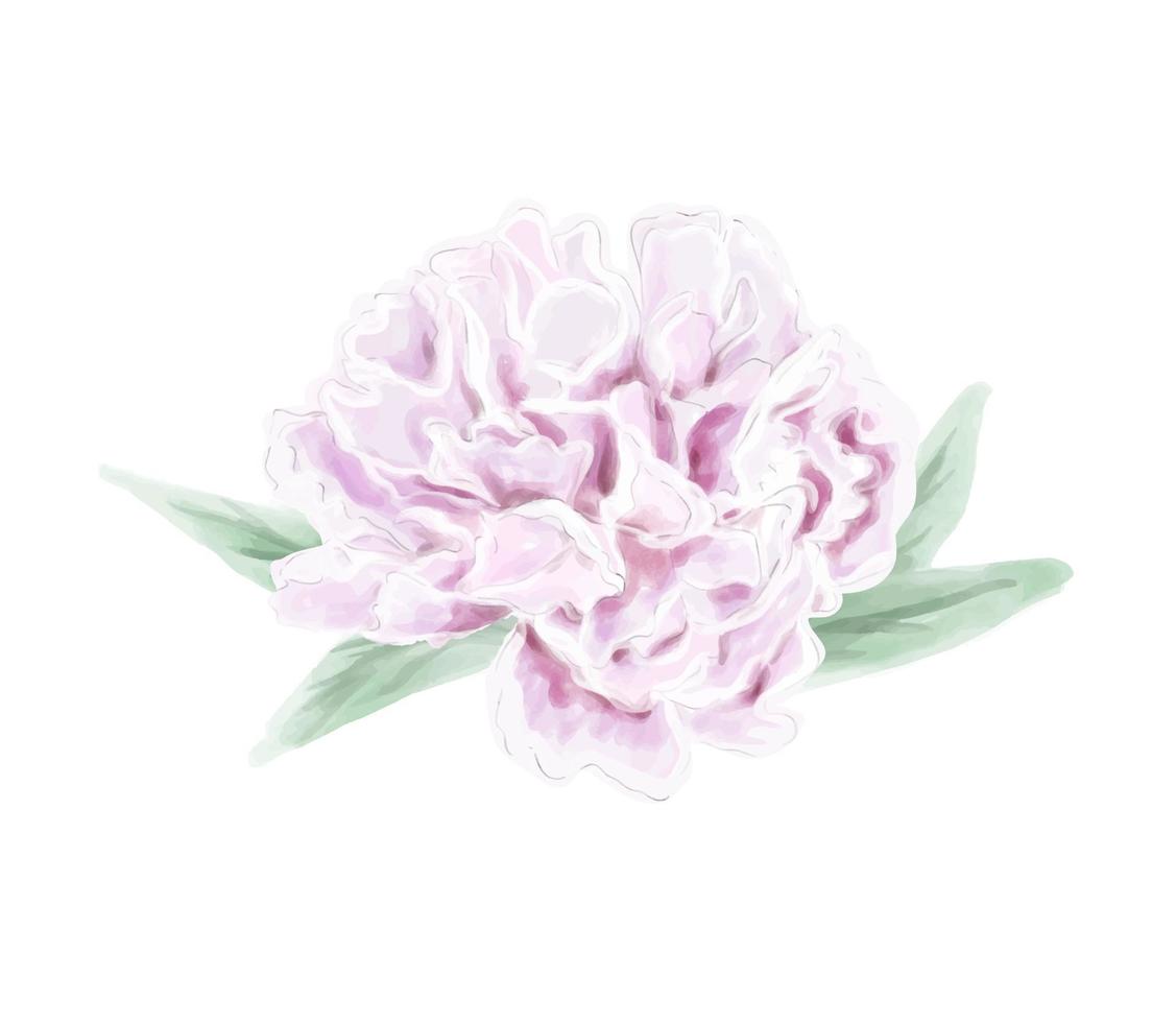 peonia fiore rosa delicatamente acquerello. vettore