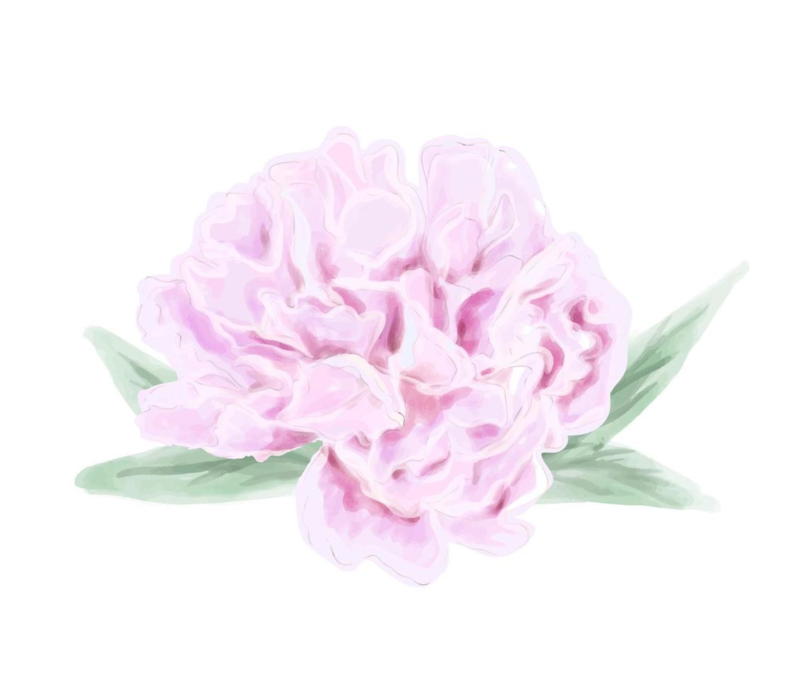 peonia fiore rosa delicatamente acquerello. vettore