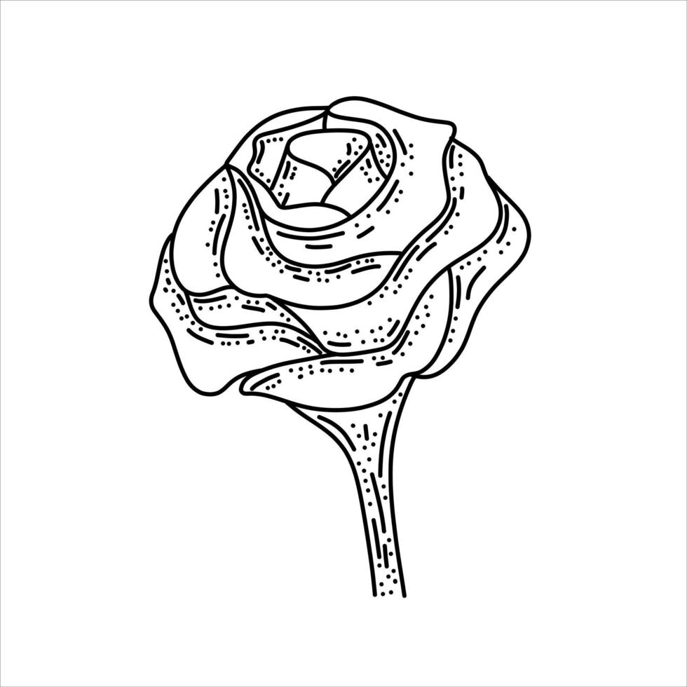 carino disegnato a mano fiore rosa isolato su bianco illustrazione vettoriale. adorabile fiore per qualsiasi disegno festivo. vettore