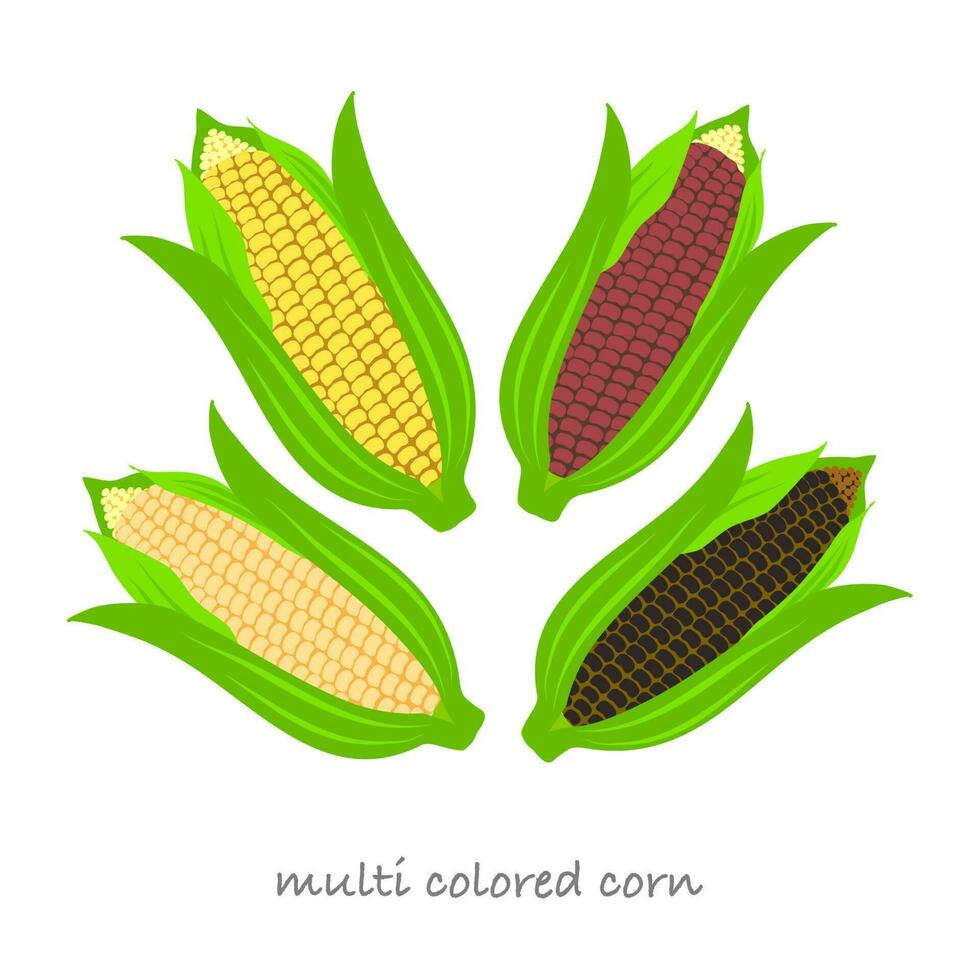 baccelli di mais multicolori per lavori agricoli, semina, vendita di mais, realizzazione di illustrazioni educative o vendita di snack o cibo e così via. vettore