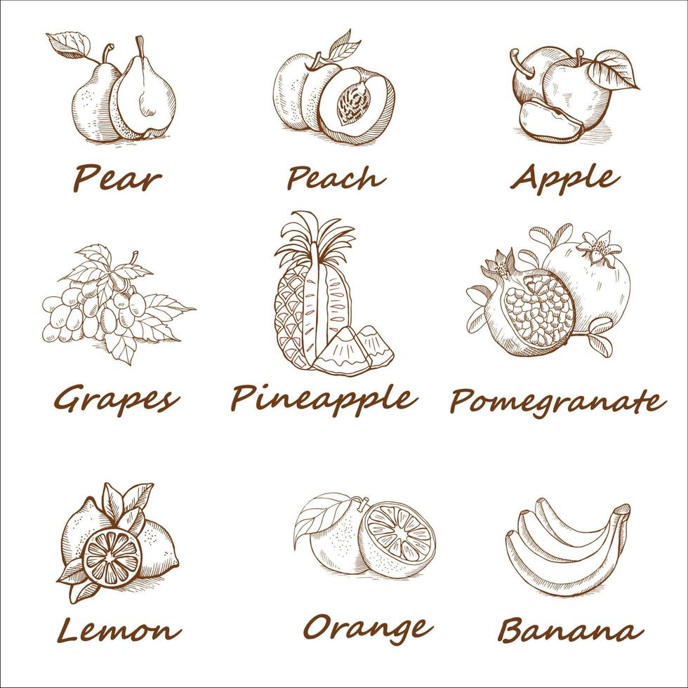 raccolta, set di frutta disegnata a mano monocromatica. vettore