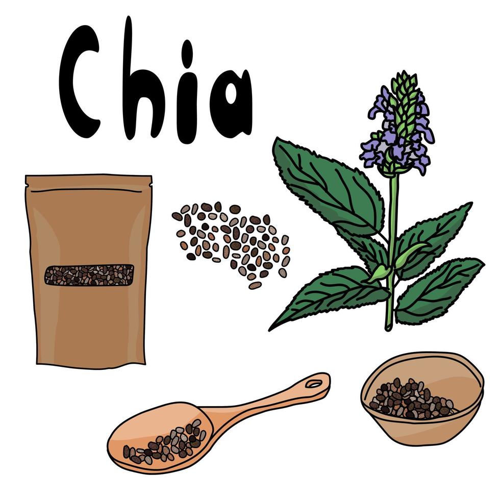 set di chia superfood, semi in un cucchiaio, in una ciotola, in un pacchetto, pianta fiorita salvia hispanica, cibo popolare sano con antiossidanti vettore