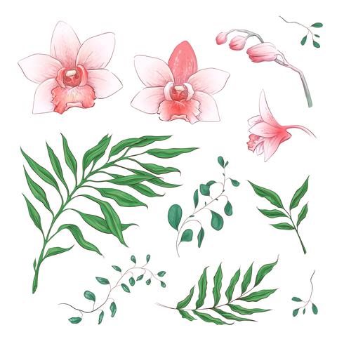Elementi floreali di orchidea fiori tropicali in mano disegnare stile. Vettore