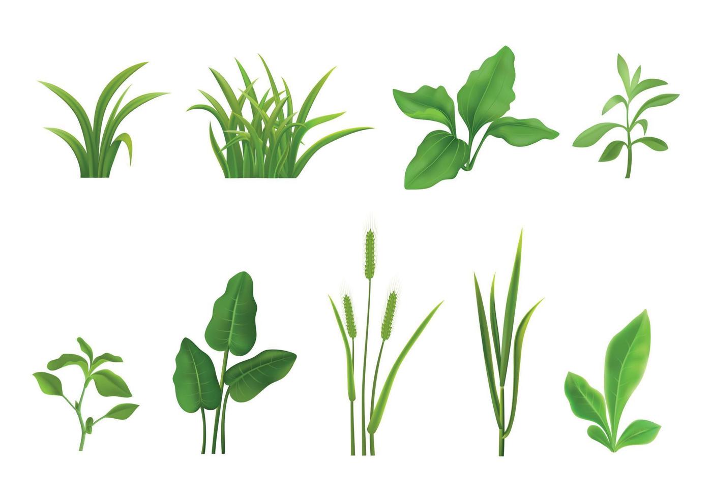 foglie d'erba insieme realistico vettore