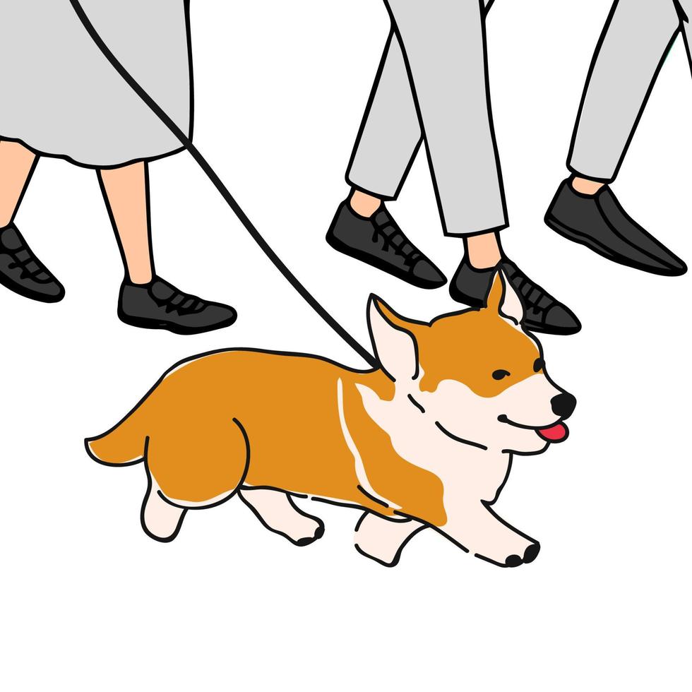 vettore, colorato, illustrazione, di, cane razza, corgi, camminare, su, uno, guinzaglio vettore