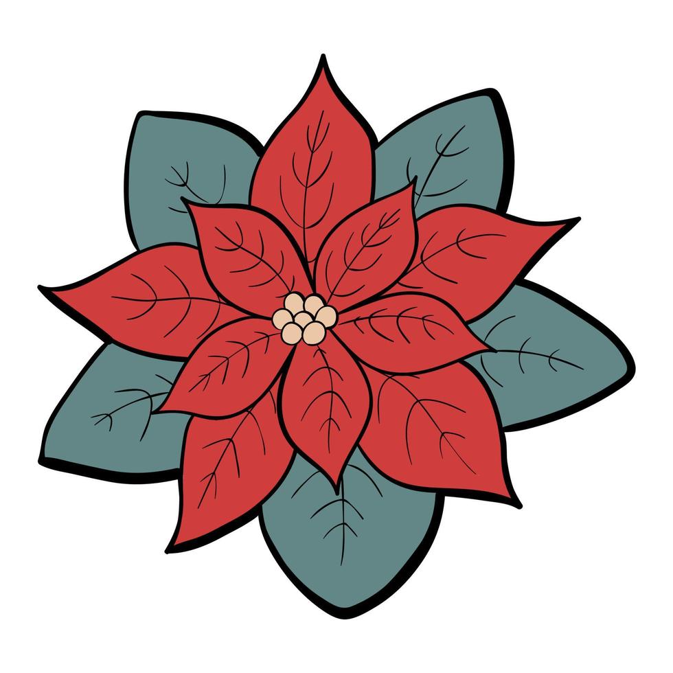 poinsettia carino vettore natale illustrazione isolato su sfondo bianco. scarabocchio di fiori d'inverno