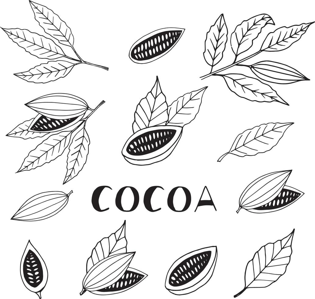 fave di cacao con foglie doodle set disegnato a mano. raccolta di elementi per icona del design, poster, etichetta, menu, carta, adesivo. cibo, pianta, metà e caratteri interi vettore