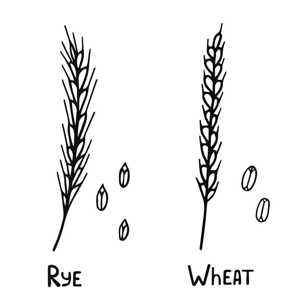 spighetta di grano, segale o orzo. illustrazione per la stampa, sfondi, sfondi, imballaggi, biglietti di auguri, poster, adesivi, design tessile e stagionale. isolato su sfondo bianco vettore