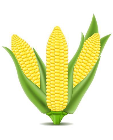 illustrazione vettoriale di mais