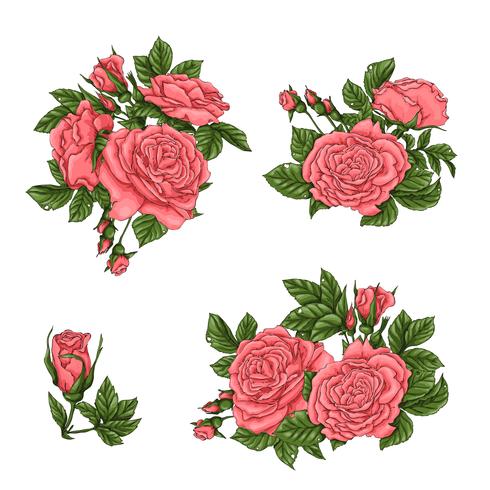 Set di rose di corallo. Illustrazione vettoriale