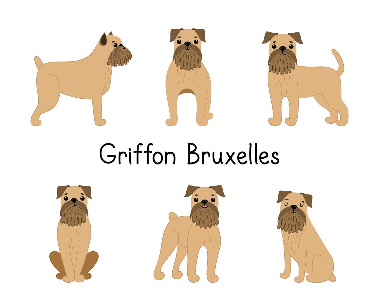 set di simpatici cani di razza grifone bruxelles in diverse pose. illustrazione vettoriale di animali da compagnia