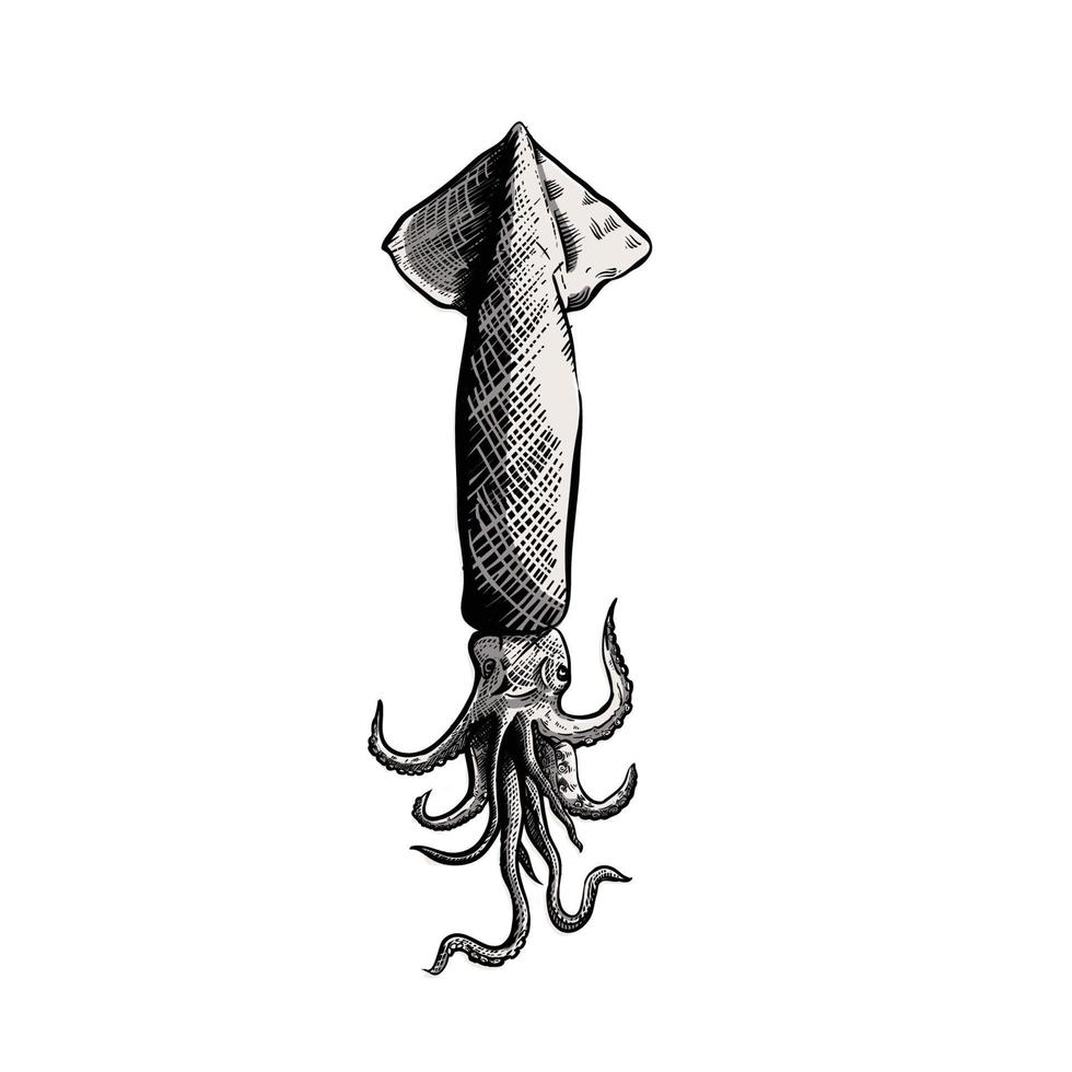 illustrazione dello stile di incisione del calamaro vettore