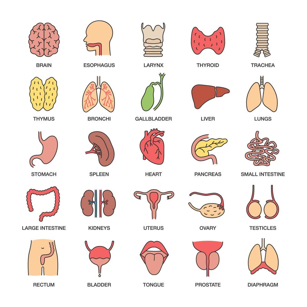 set di icone di colore degli organi interni. Apparato respiratorio, urinario, riproduttivo, digestivo. illustrazioni vettoriali isolate