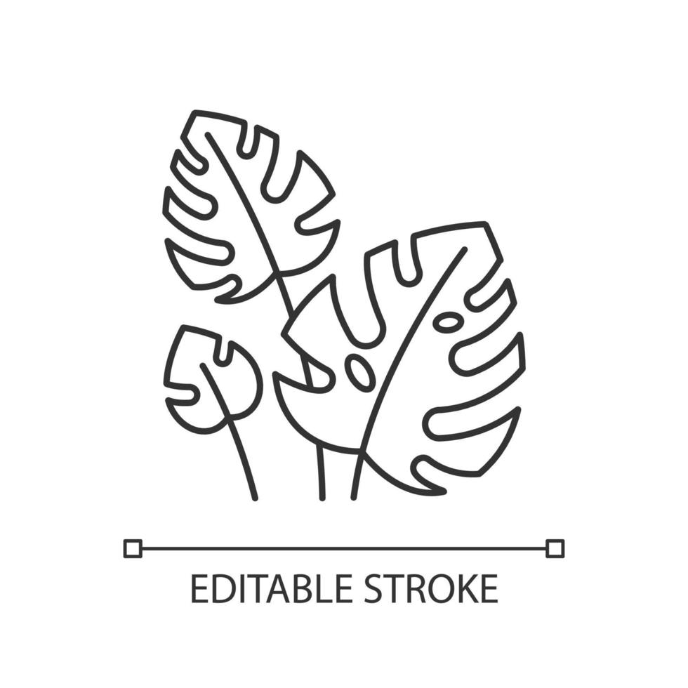 monstera lascia icona lineare. viti della foresta tropicale. impianto di formaggio svizzero. flora esotica indonesiana delle giungle. illustrazione di linea sottile. simbolo di contorno. disegno vettoriale isolato profilo. tratti modificabili
