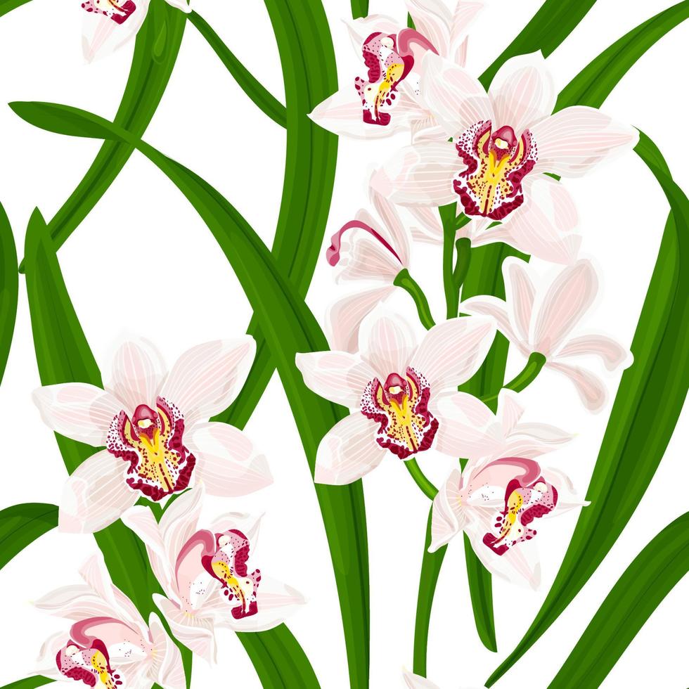 cymbidium. senza cuciture estate tropicale con fiori e foglie di orchidea esotica. illustrazione vettoriale d'archivio su uno sfondo bianco.