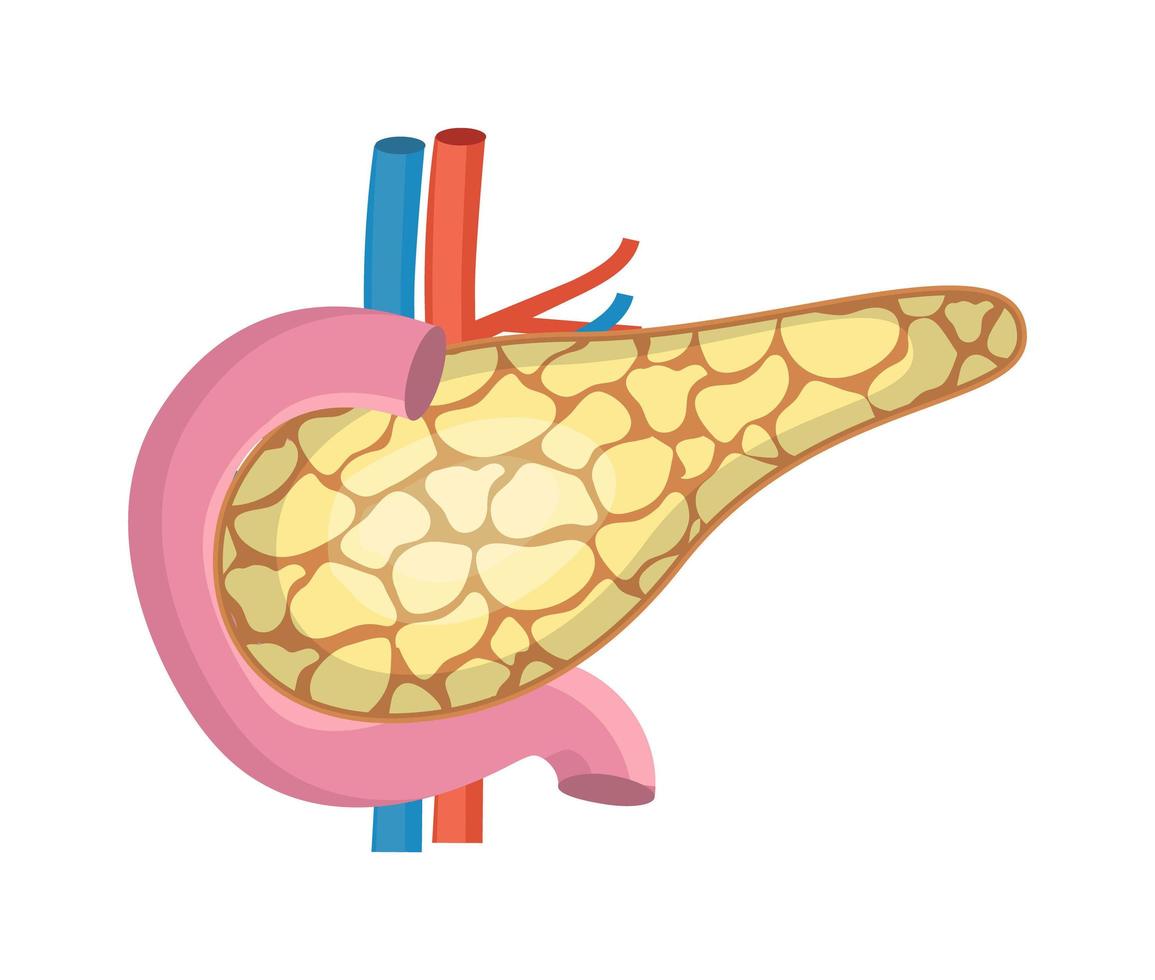 sono mostrati il pancreas con le arterie. organo interno dell'apparato digerente su sfondo bianco. vettore