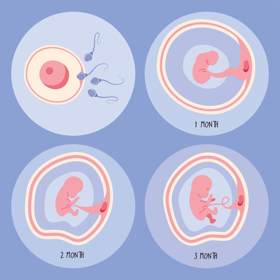 quattro fasi di sviluppo dell'embrione vettore
