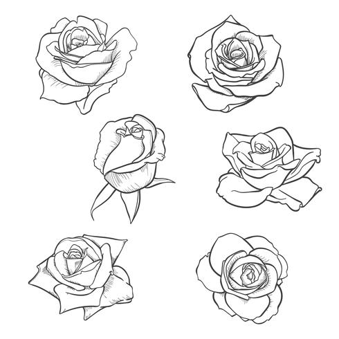 Fiori rose, boccioli e foglie verdi. Collezione Roses Set. icona e simbolo di rosa vettore