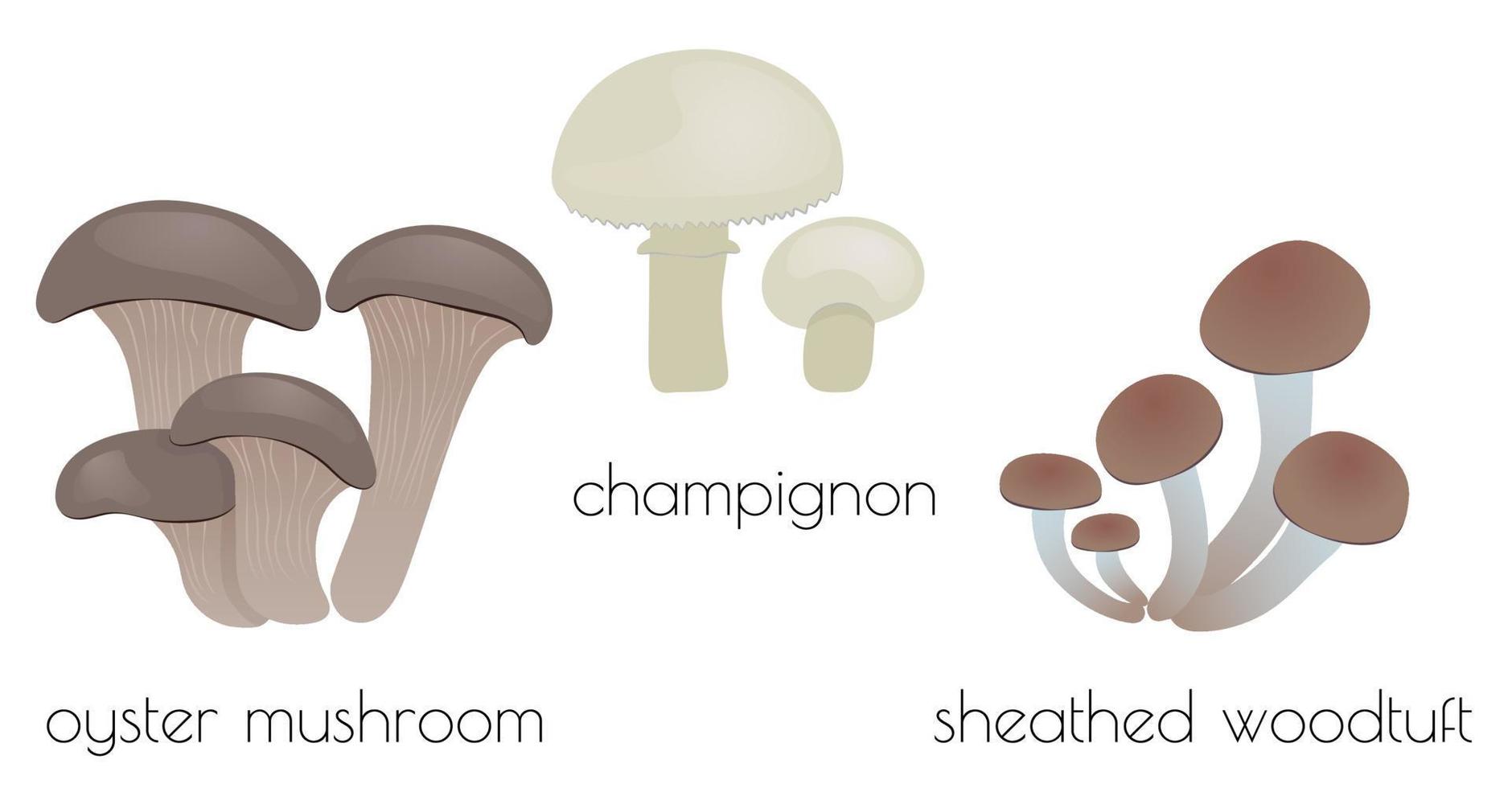 carino vettore di funghi funghi disegnati a mano. fungo champignon ostrica, agarico, ciuffo di legno inguainato, hiratake. illustrazione di doodle colorato