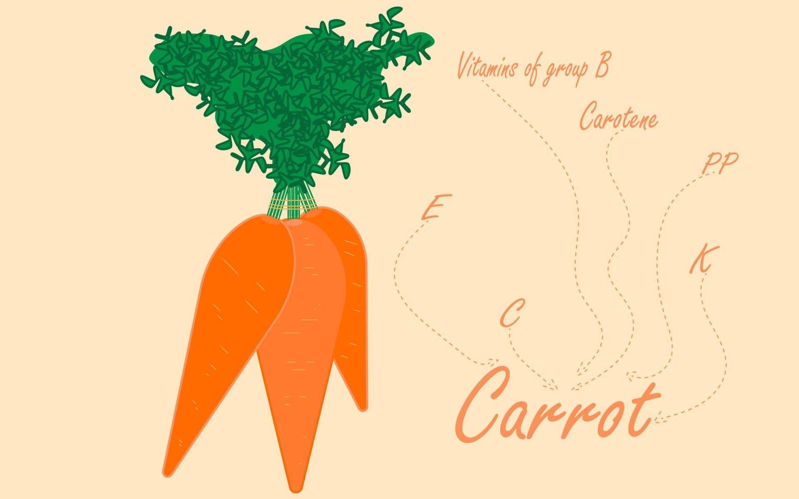 carote, una sana verdura arancione. illustrazione vettoriale