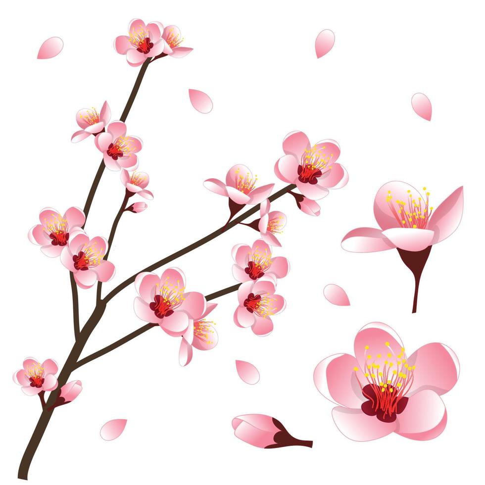 prunus persica - fiore di pesco. illustrazione vettoriale. vettore