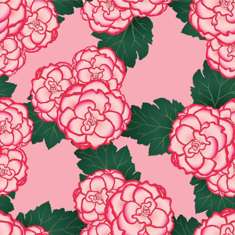 fiore di begonia rosa, primo amore picotee su sfondo rosa vettore