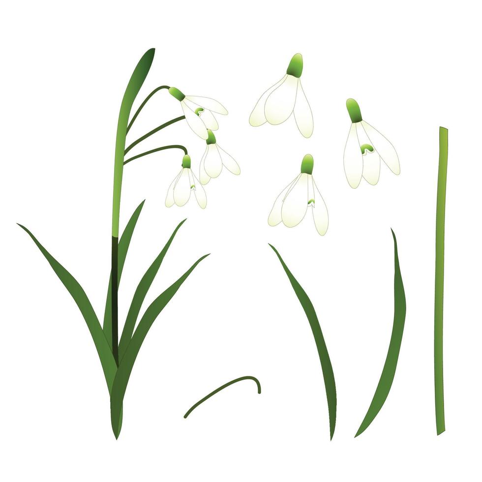 fiore di bucaneve bianco. isolato su sfondo bianco. illustrazione vettoriale