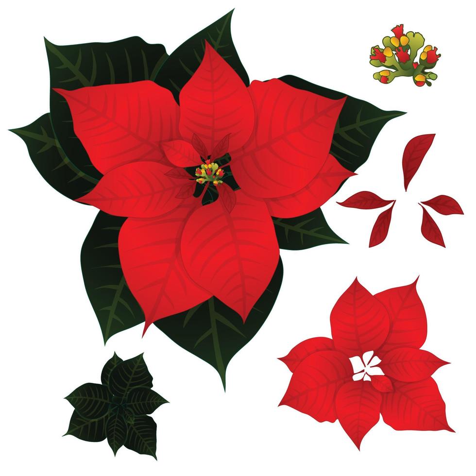 stella di Natale rossa isolata su sfondo bianco. illustrazione vettoriale