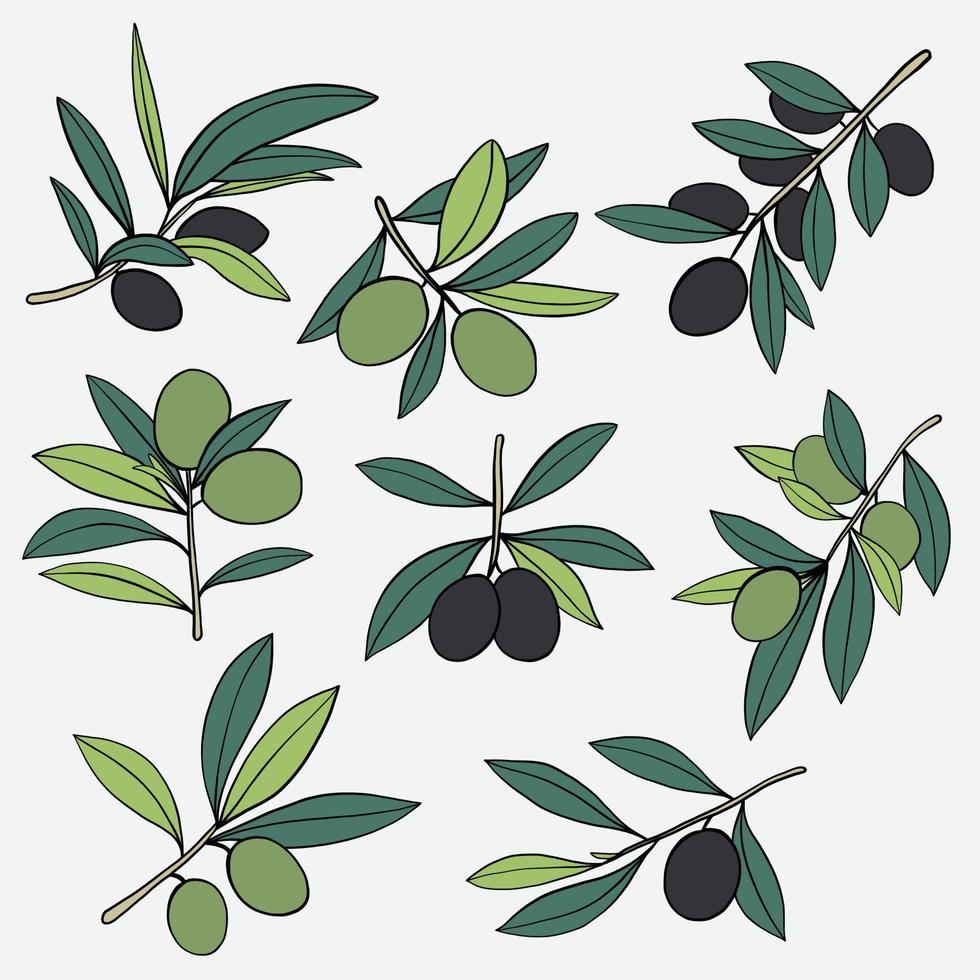 scarabocchiare disegno a mano libera della raccolta di frutta d'oliva. vettore